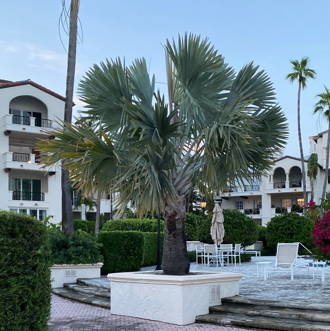 Bismarckia dans un patio d'hôtel méditerranéen