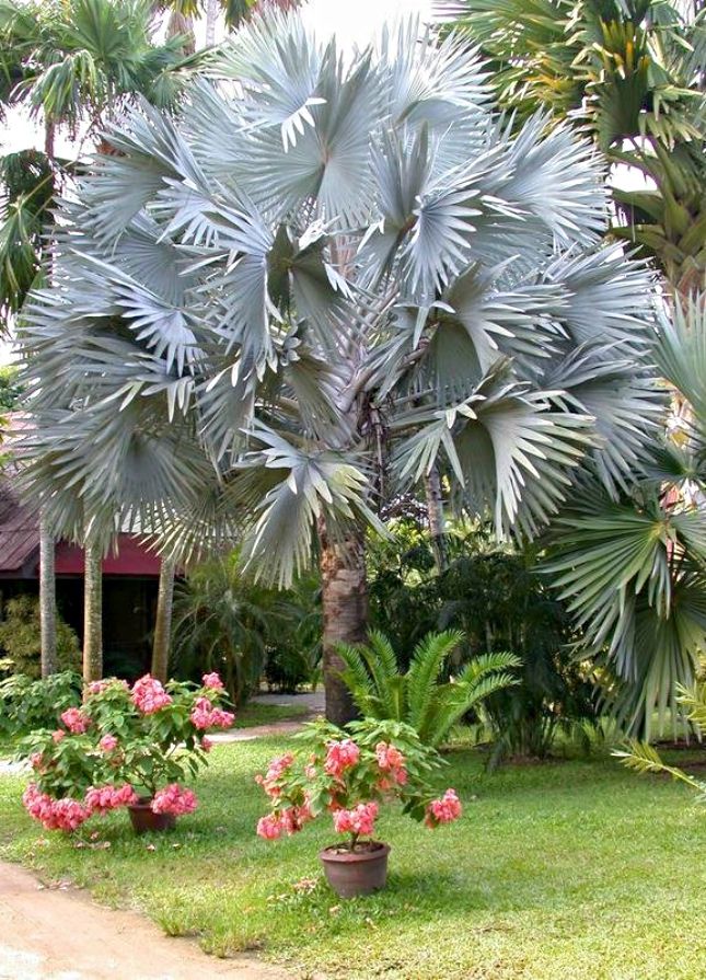 Chamaerops humilis (référence)
