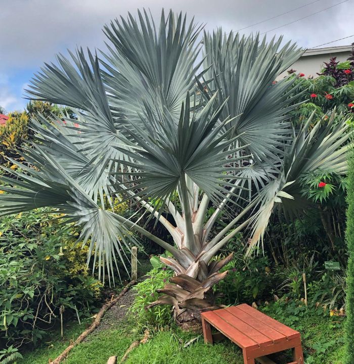 Washingtonia robusta (référence)
