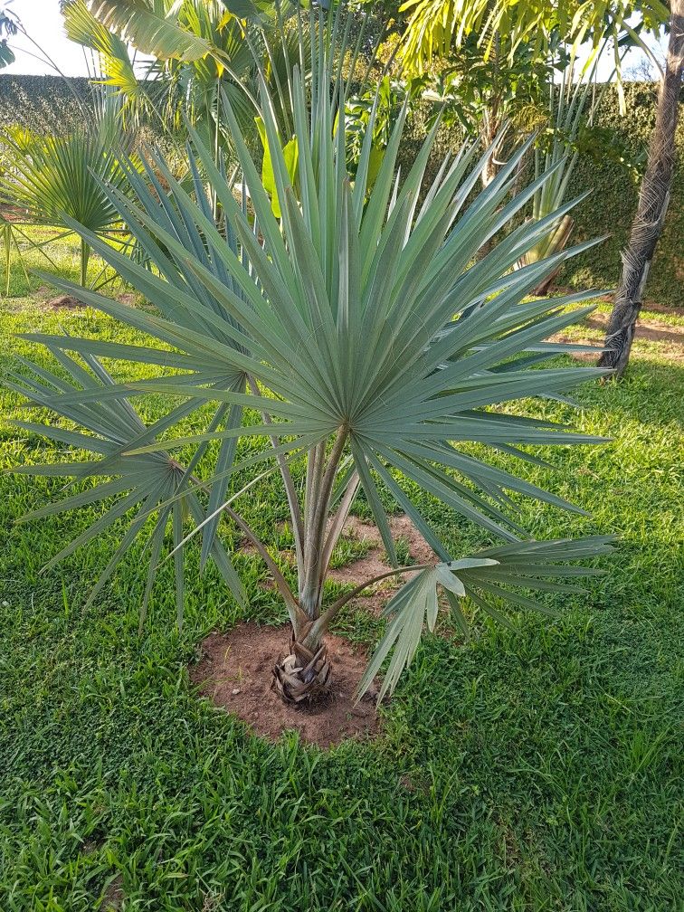 Bismarckia en planter en façade de villa