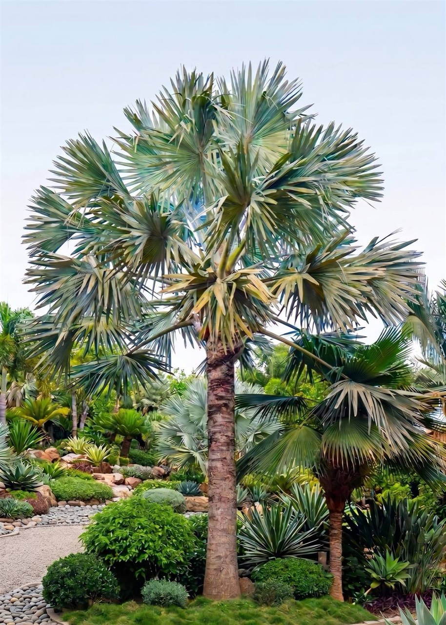 Spécimen de Bismarckia nobilis bleu argenté planté dans un jardin contemporain marocain