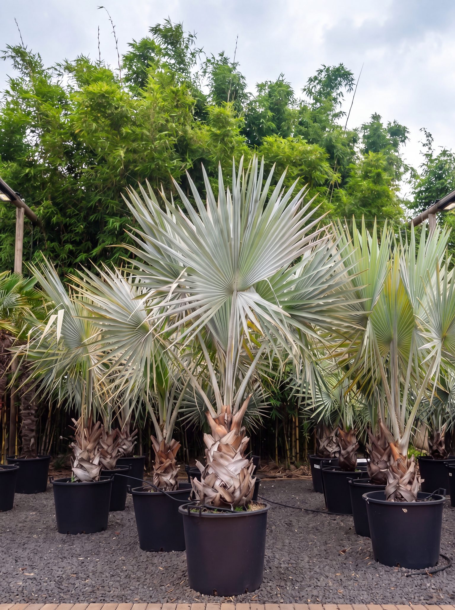 Collection de Bismarckia nobilis en conteneurs de pépinière